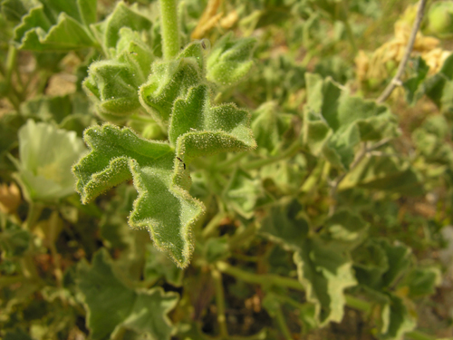 Malva agrigentina / Malvone di Agrigento